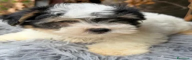 Biewer Yorkshire Terrier a la Pom Pon 3
