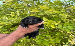 Labrador Retriever perros en venta: Labrador - Imagen 3