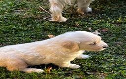 Golden Retriever perros en venta: Espectacular camada de Golden Retriever - Imagen 8