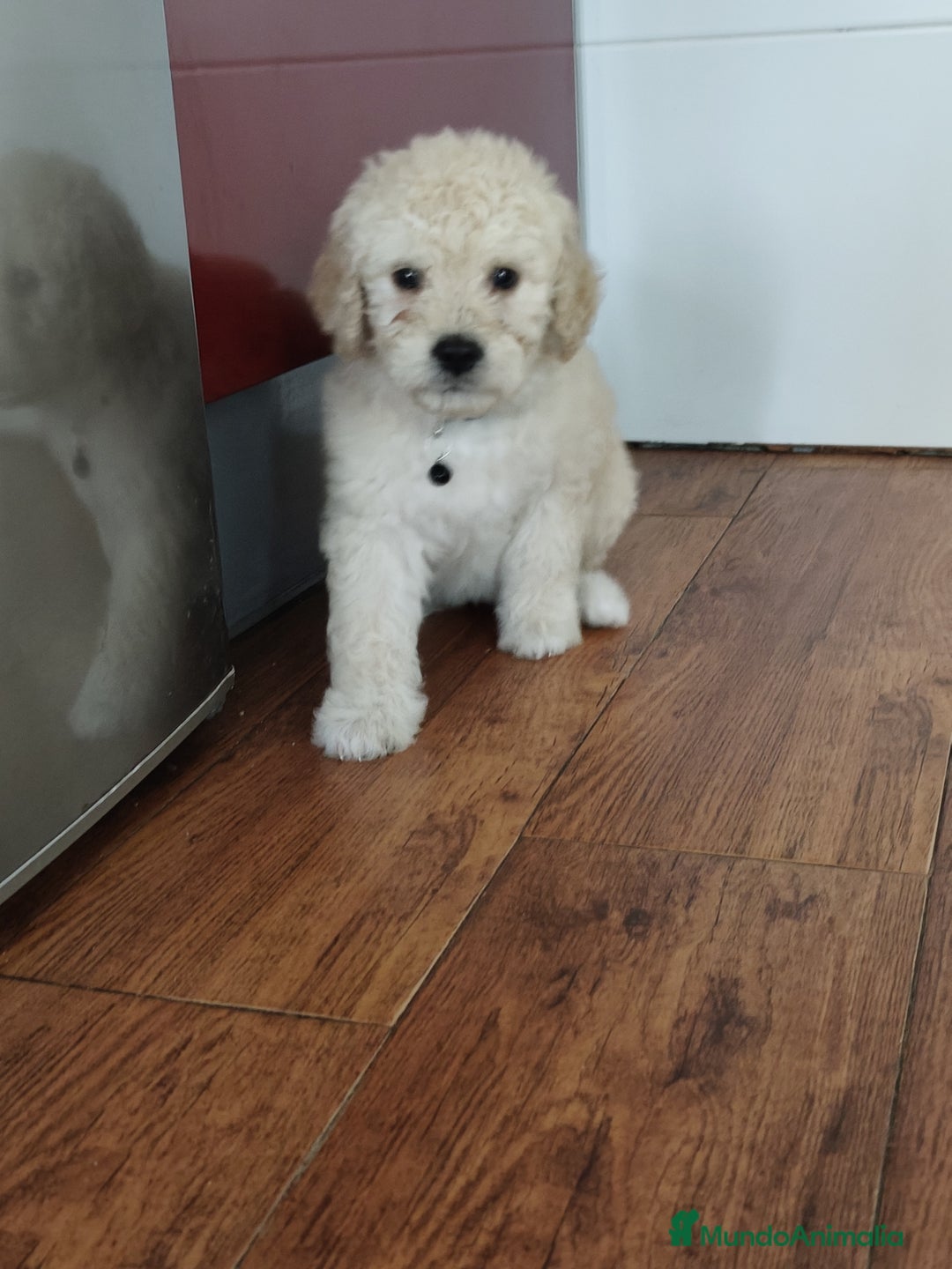 Perro de Agua Español perros en venta: Perros de agua en Segovia - Imagen 2