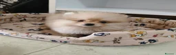 Pomerania perros en venta: Pomerania toy - Anuncio 2