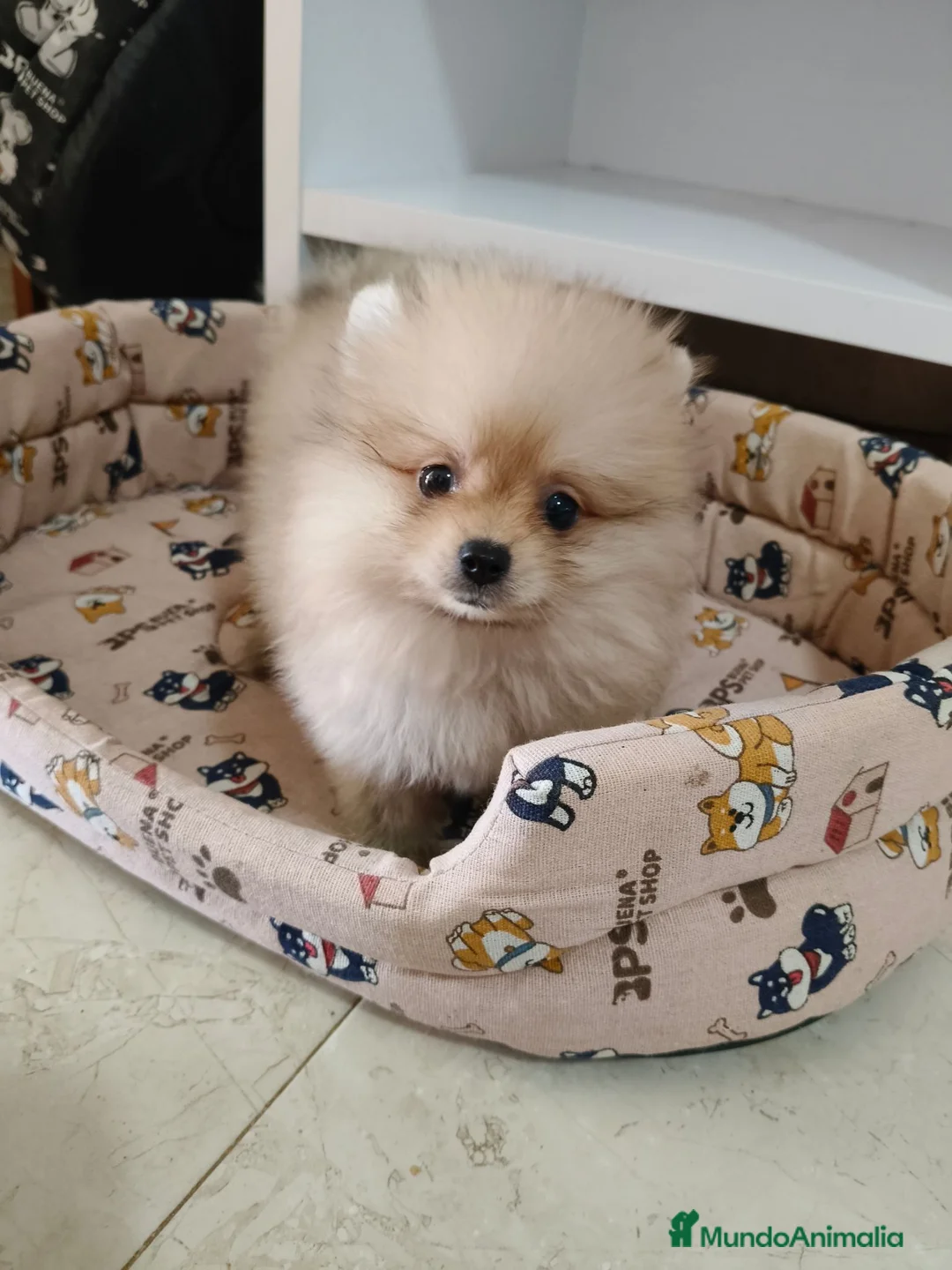 Pomerania perros en venta: Pomerania toy - Anuncio 2