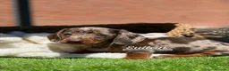 Teckel Miniatura perros en venta: TECKEL ARLEQUIN - Anuncio 5