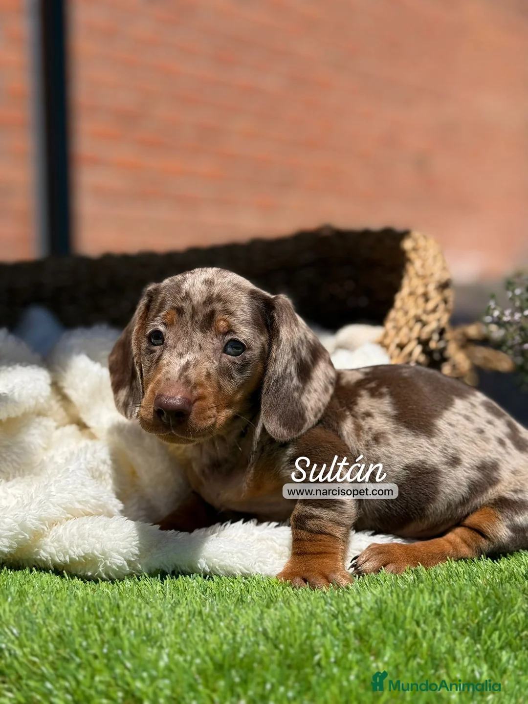 Teckel Miniatura perros en venta: TECKEL ARLEQUIN - Anuncio 5