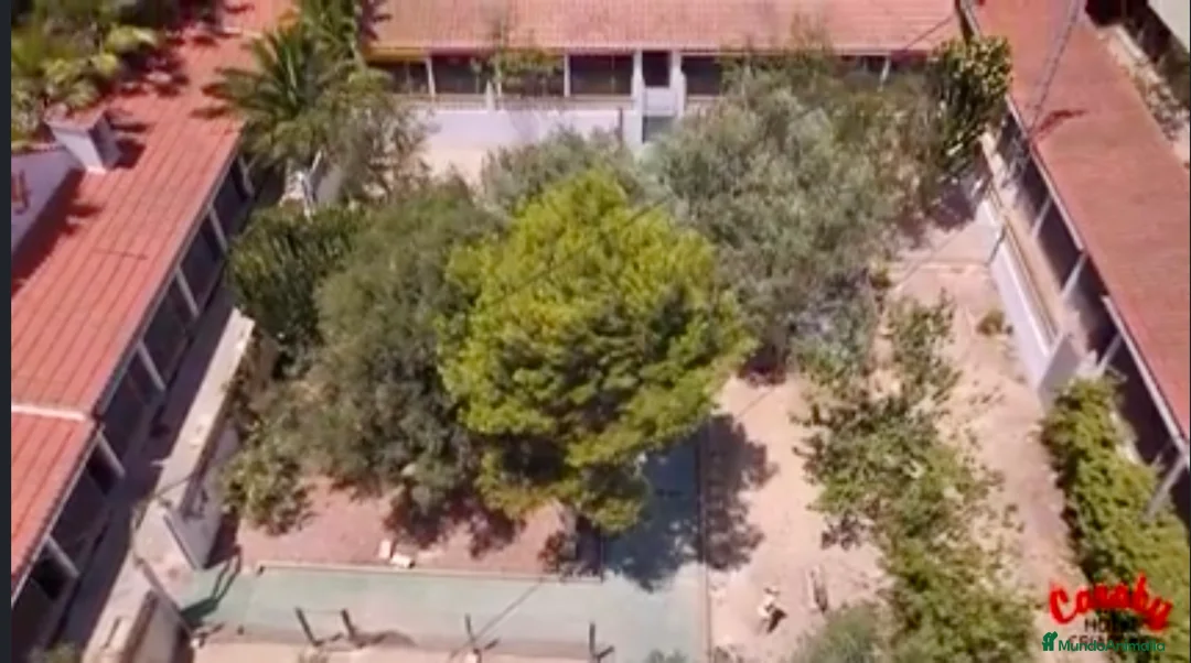 Pinscher Alemán perros en venta: Benidorm Todos los servicios para tu mascota  en Alicante - Anuncio 22