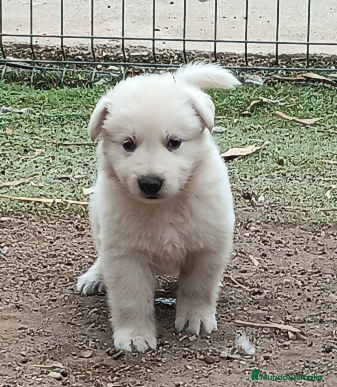 Pastor Blanco Suizo perros en venta: Pastor Blanco Suizo  - Imagen 8