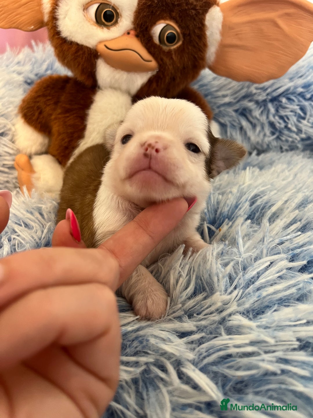 Chihuahua perros en venta: Chihuahua toy - Imagen 1