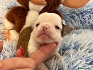 Chihuahua perros Chihuahua toy - Anuncio 8