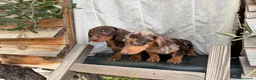Teckel Miniatura perros en venta: Teckel miniatura pelo corto - Anuncio 6