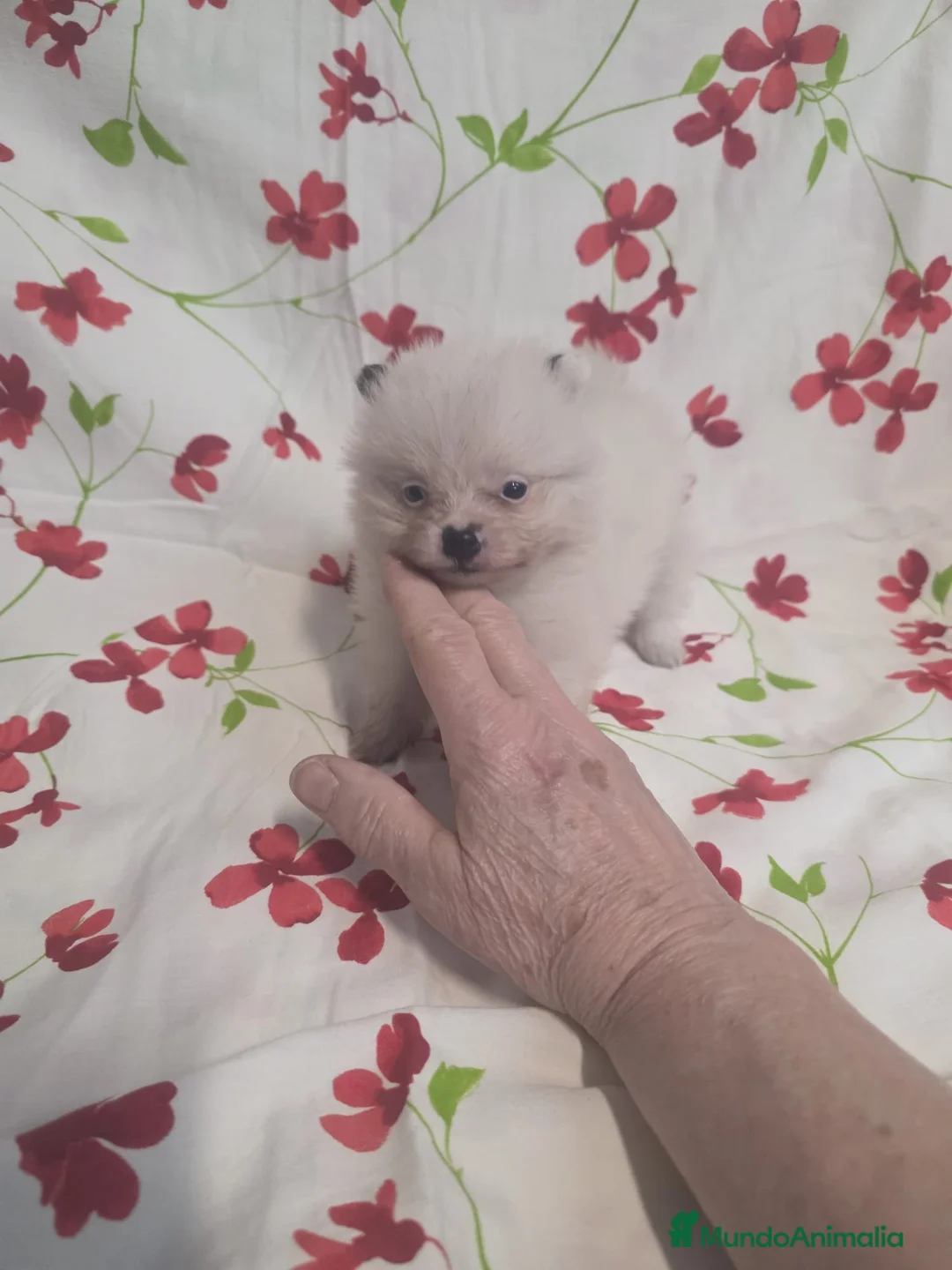 Pomerania perros en venta: Cachorritos Pomerania - Anuncio 2