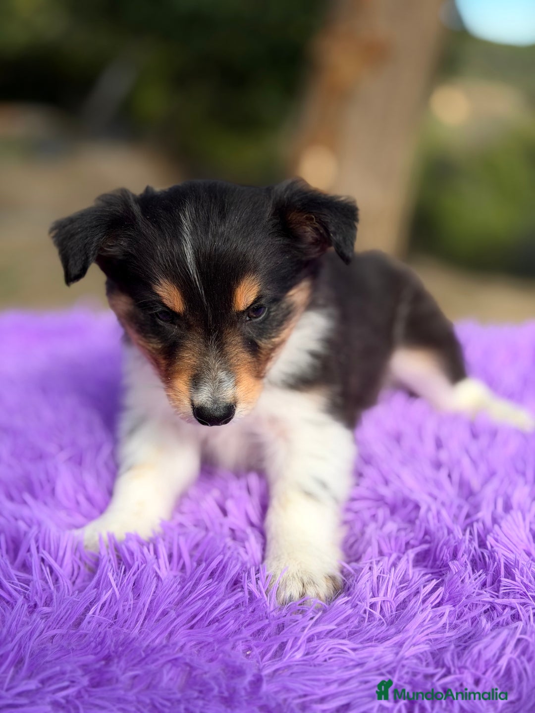 Border Collie perros en venta: Border collie tricolor  - Anuncio 3