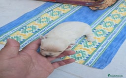 Maltipoo perros en venta: Maltipoo toy blanco - Imagen 3