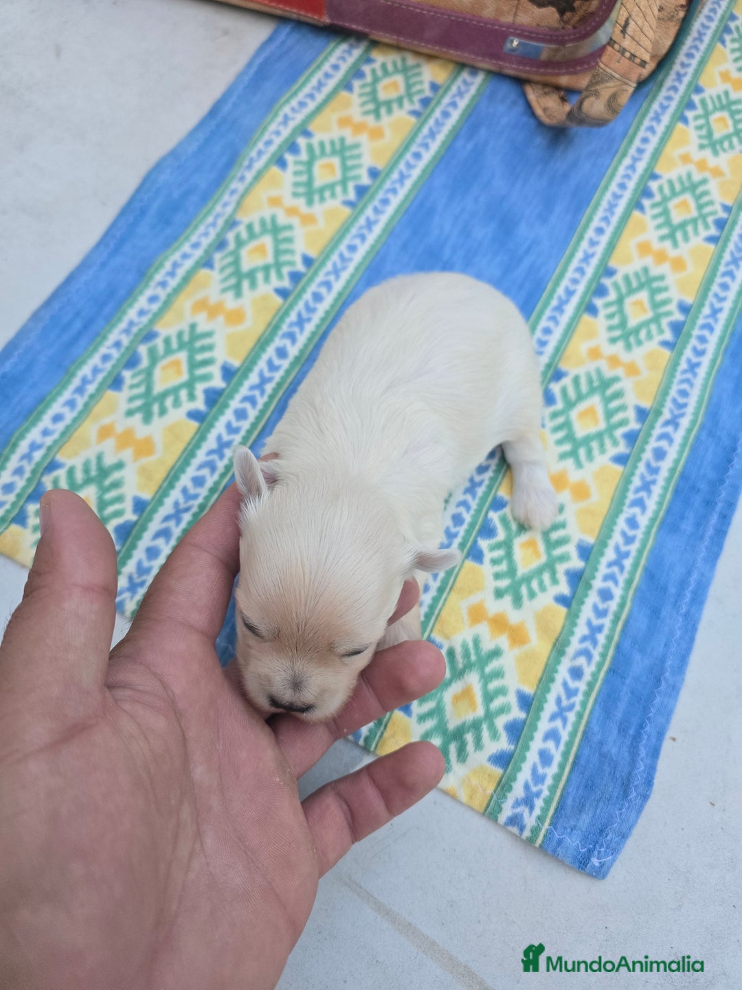 Maltipoo perros en venta: Maltipoo toy blanco - Imagen 3