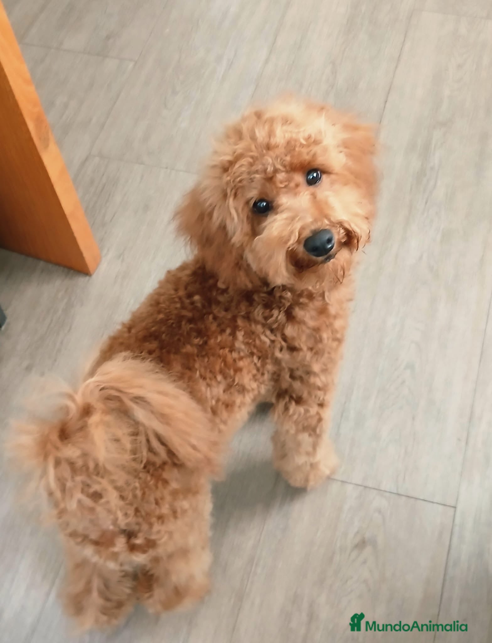 Caniche Enano perros Caniche enano  - Anuncio 1