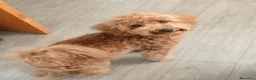 Caniche Enano perros en venta: Caniche enano  - Anuncio 1