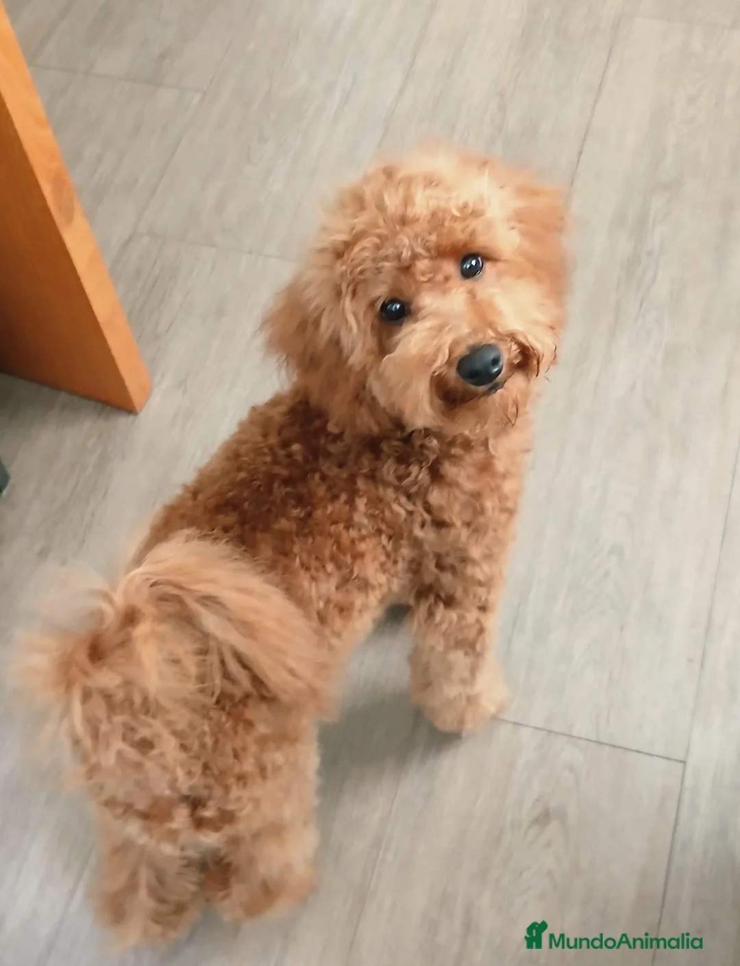 Caniche Enano perros en venta: Caniche enano  - Anuncio 1