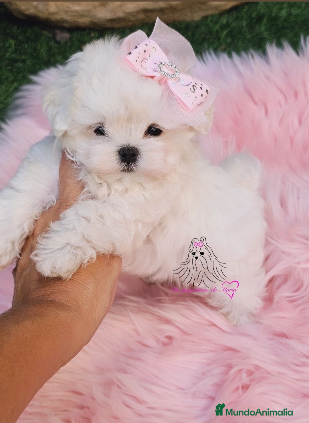 Bichón Maltés perros BICHON MALTES COREANO MINIATURA  - Anuncio 1