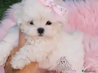 Bichón Maltés perros BICHON MALTES COREANO MINIATURA - Anuncio 1