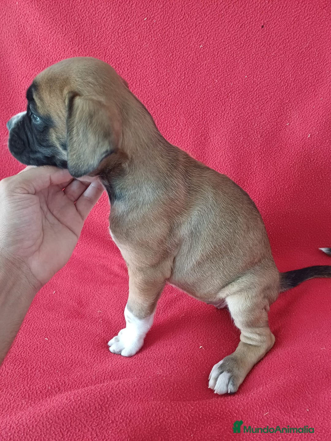 Boxer perros en venta: Boxer - Imagen 3
