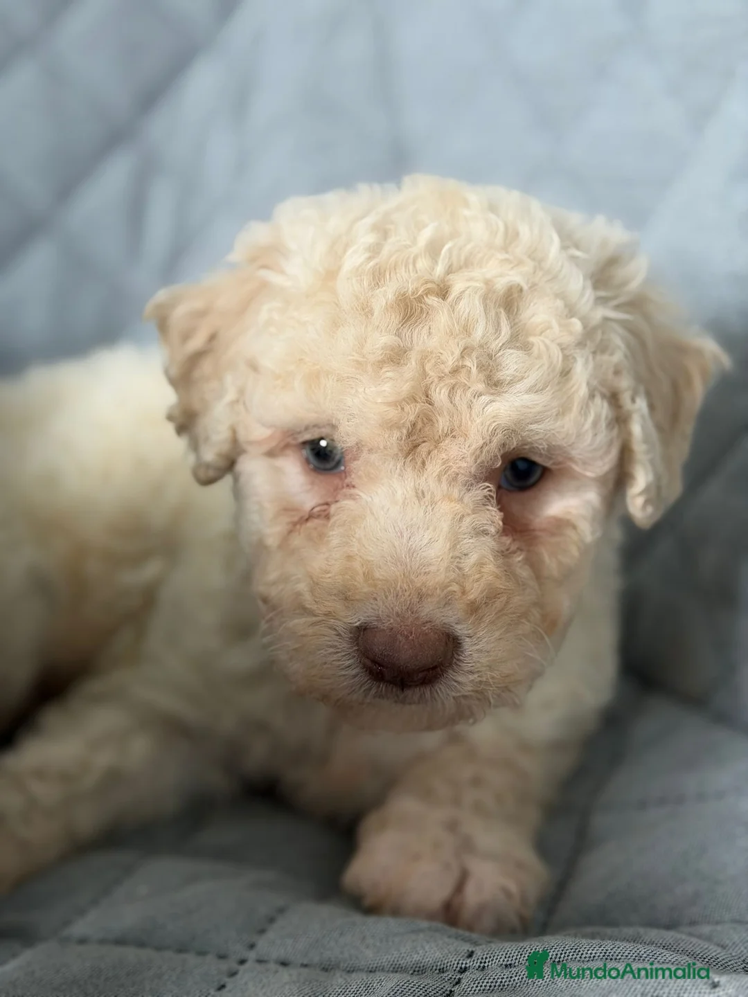 Perro de Agua Español perros en venta: PERRO DE AGUA  - Anuncio 1