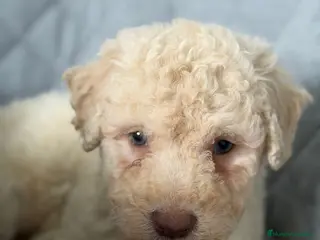 Perro de Agua Español perros PERRO DE AGUA - Anuncio 5