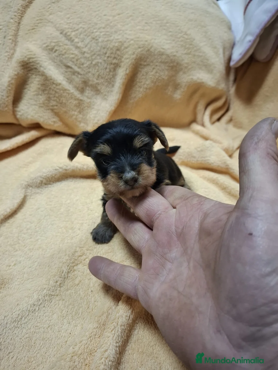 Yorkshire Terrier perros en venta: Disponibles Yorkshire Toy para entregar - Anuncio 3