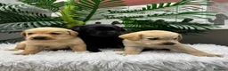 Labrador Retriever perros en venta: LABRADOR RETRIEVER - Anuncio 9