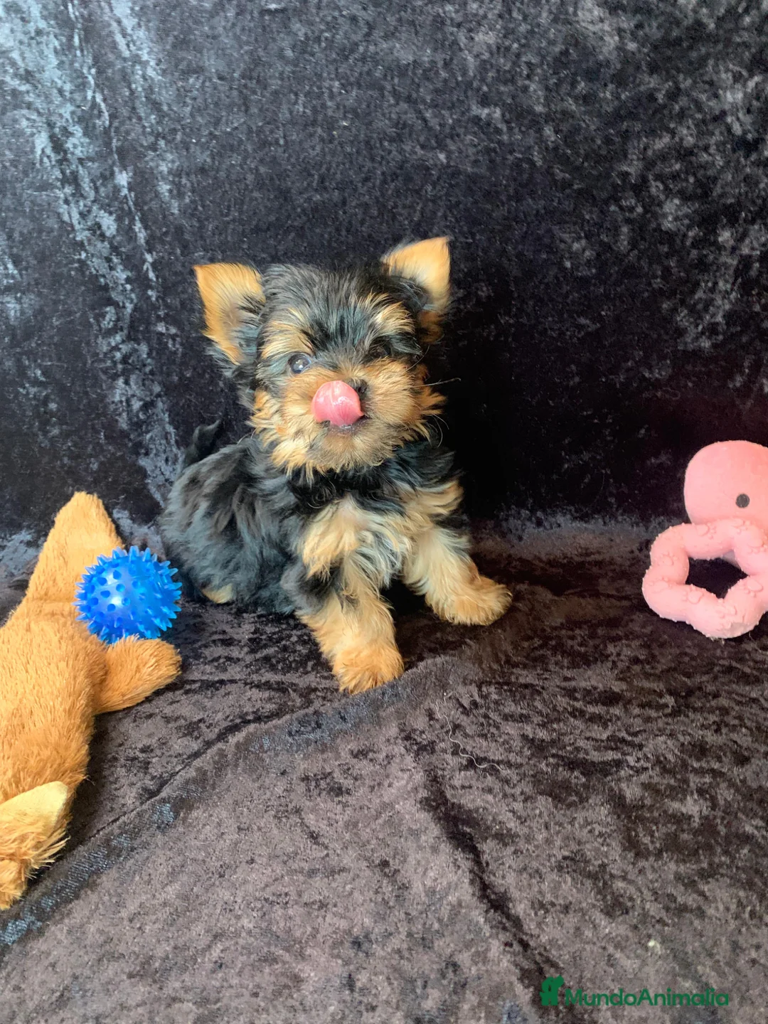 Yorkshire Terrier perros en venta: ✨ Exclusivo Yorkshire Terrier  ✨ - Anuncio 2
