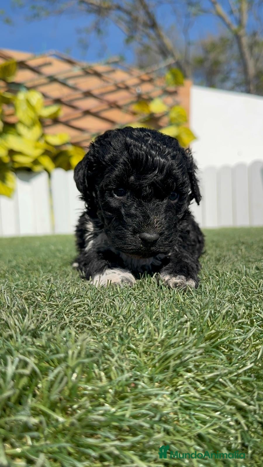 Perro de Agua Español perros PERRO DE AGUA HEMBRA - Anuncio 1