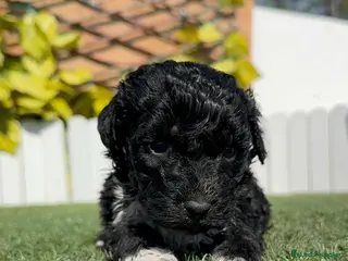 Perro de Agua Español perros PERRO DE AGUA HEMBRA - Anuncio 1