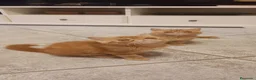 Exótico de Pelo Corto gatos en venta: Exòtic SH listo para entregar  - Anuncio 5