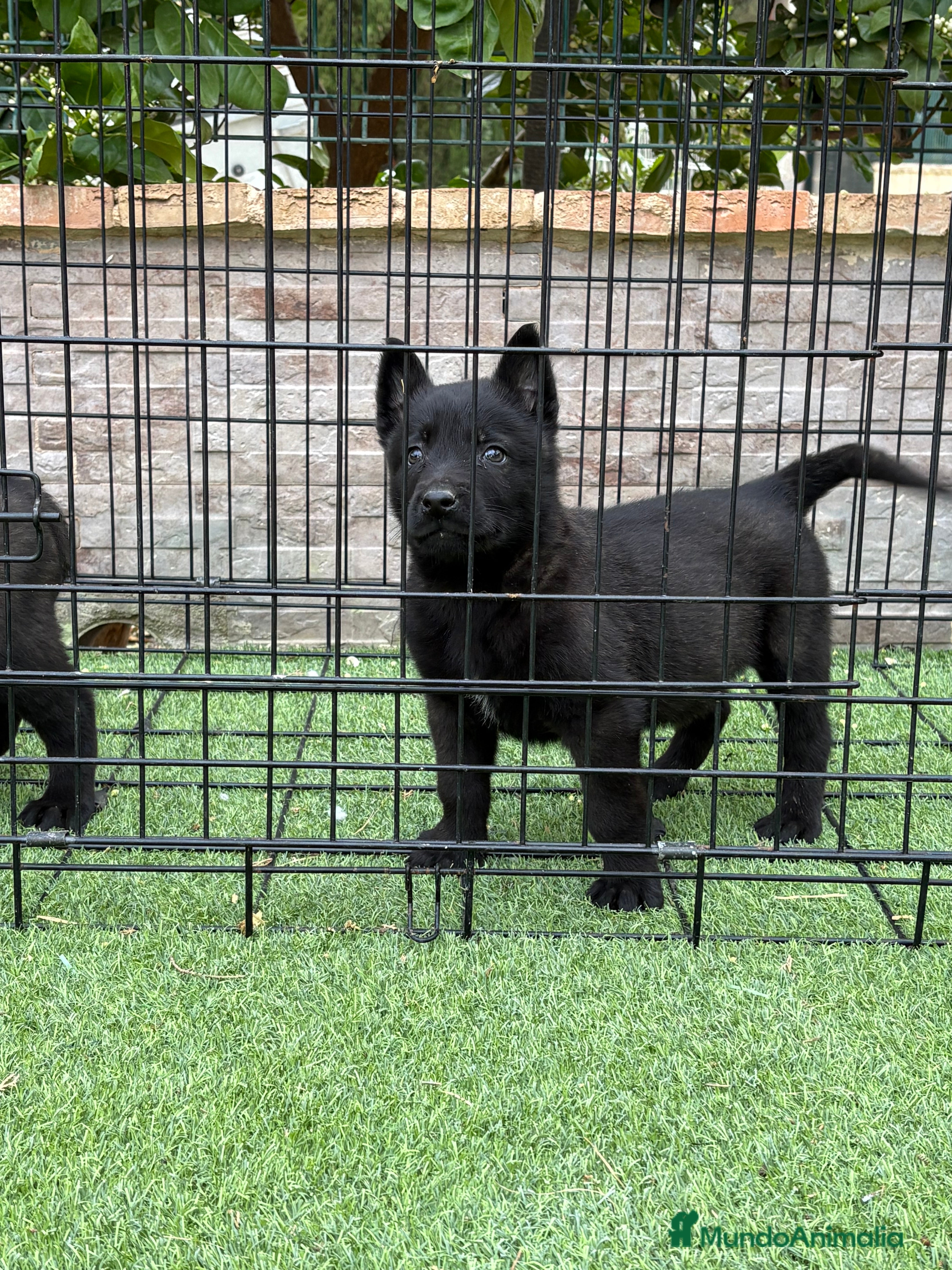 Pastor Belga Malinois perros Cachorros Malinois  - Anuncio 6