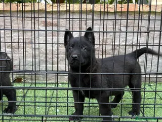 Pastor Belga Malinois perros Cachorros Malinois - Anuncio 6