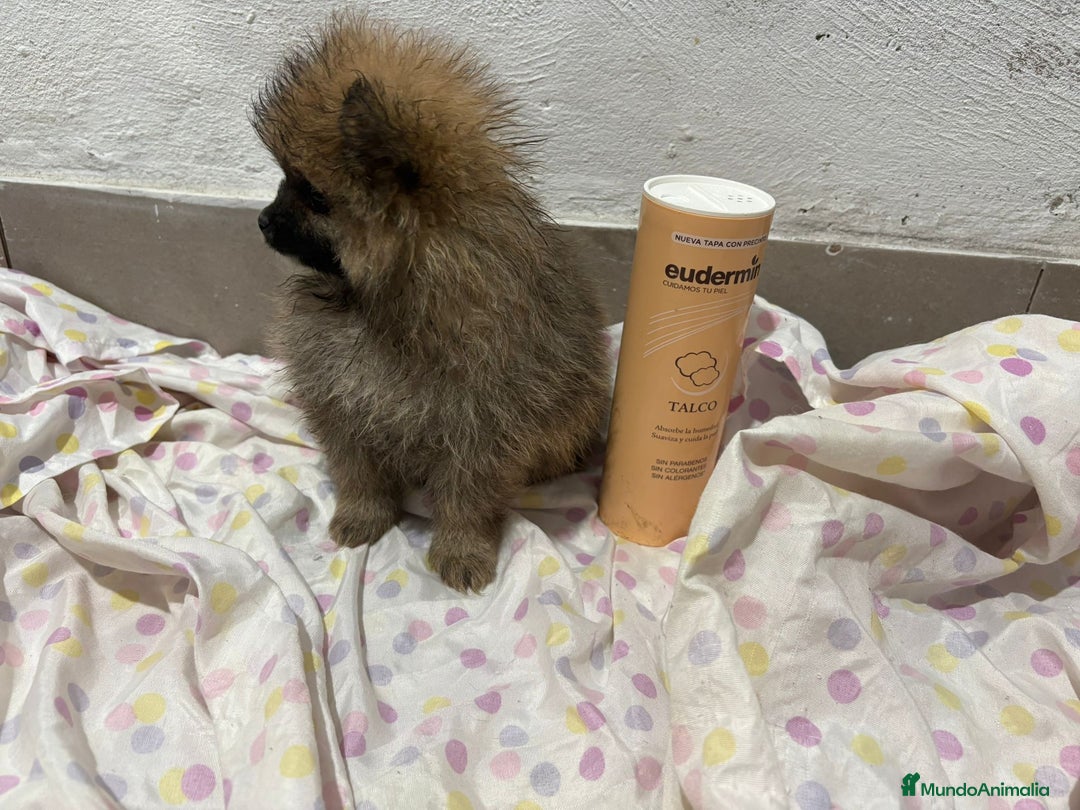 Pomerania perros en venta: Lulu pomerania mini toy  - Imagen 21