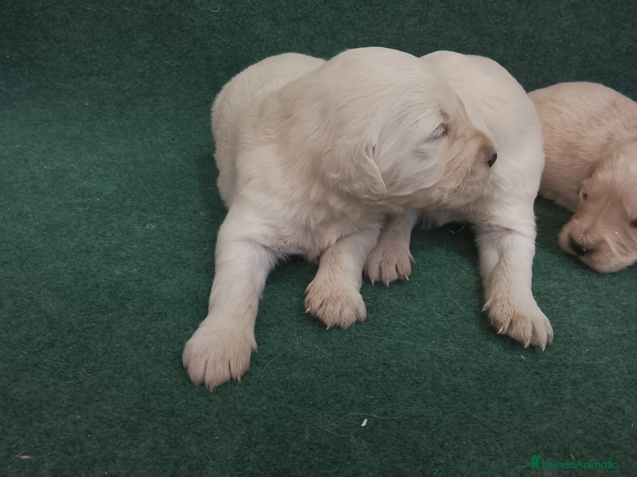 Golden Retriever perros Cacharros de golden retriever. - Anuncio 11