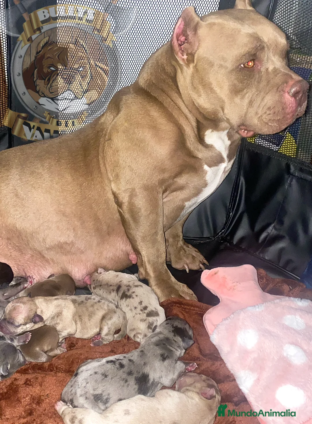 American Bully perros en venta: AMERICAN BULLY DE MÁXIMA CALIDAD - 622 41 47 93 en Sevilla - Anuncio 7