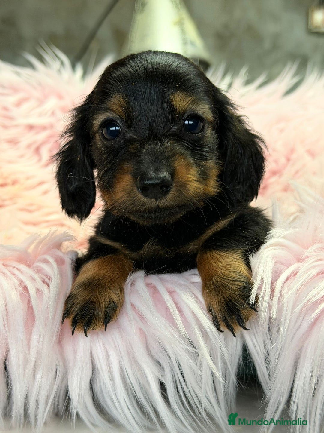 Teckel Miniatura perros en venta: Teckel pelo largo negro fuego - Anuncio 1