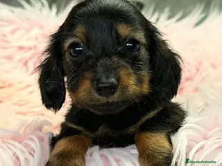 Teckel Miniatura perros Teckel pelo largo negro fuego - Anuncio 6