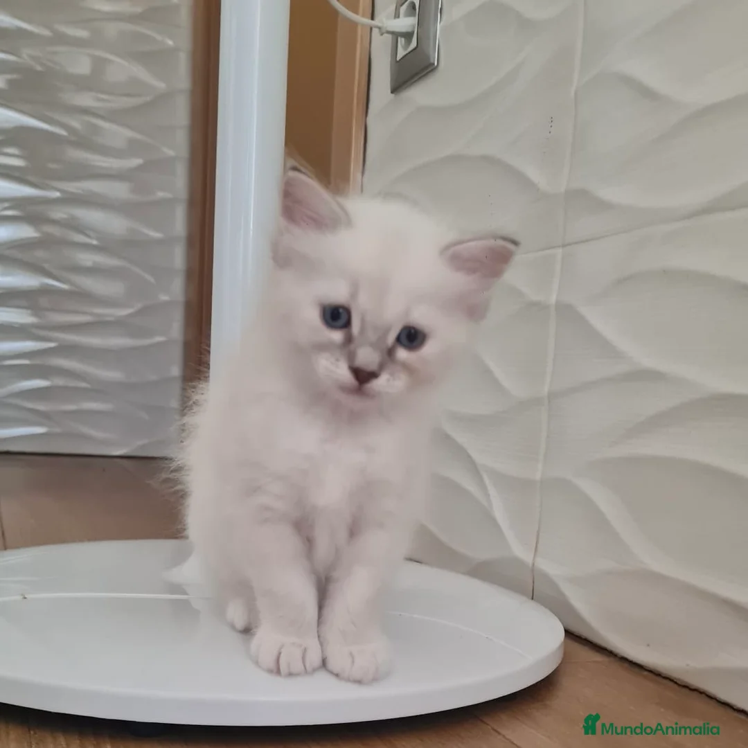 Ragdoll gatos en venta: Ragdoll - Anuncio 1
