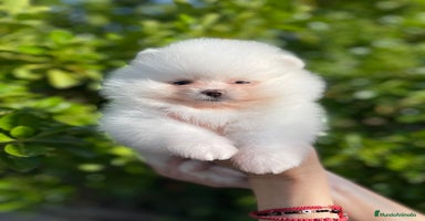 Pomerania perros - Anuncio 1