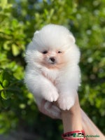 Pomerania perros - Anuncio 8