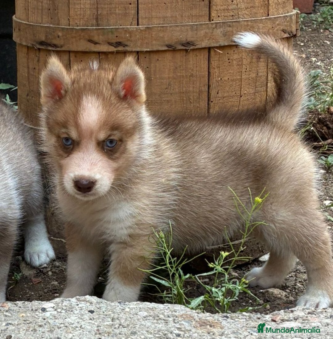 Husky Siberiano perros en venta: Husky siberiano cachorros  en Huesca - Imagen 7