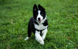Border Collie perros en venta: Border Collie Calidad - Imagen 4