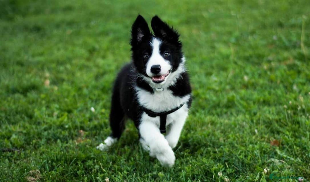 Border Collie perros en venta: Border Collie Calidad - Imagen 4