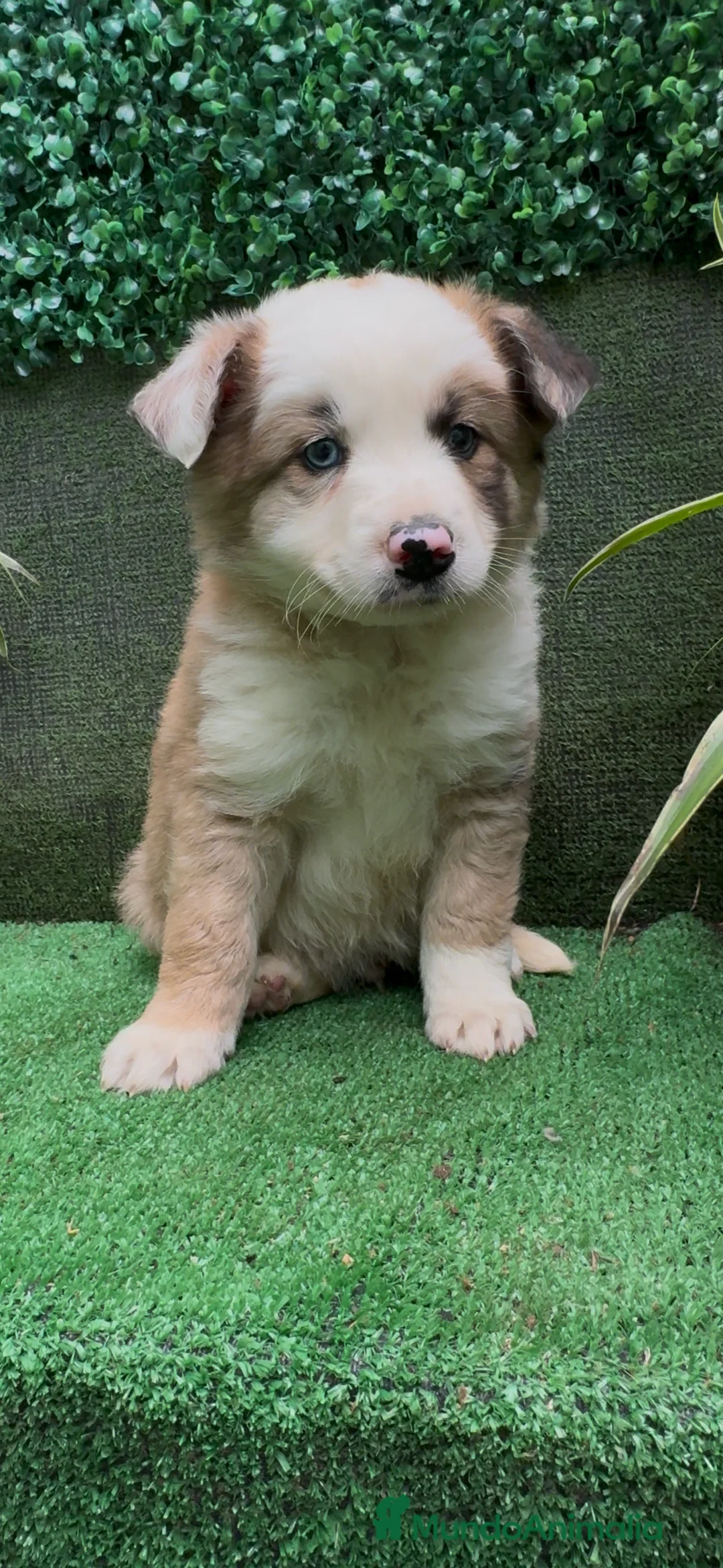 Border Collie perros en venta: BORDER COLLIE red merle - Anuncio 2
