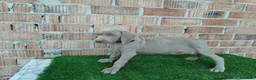 Otras razas perros en venta: Bracos de weimar de calidad  - Anuncio 2