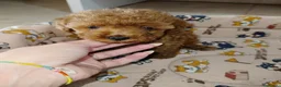 Caniche Toy perros en venta: Caniche Toy - Anuncio 5