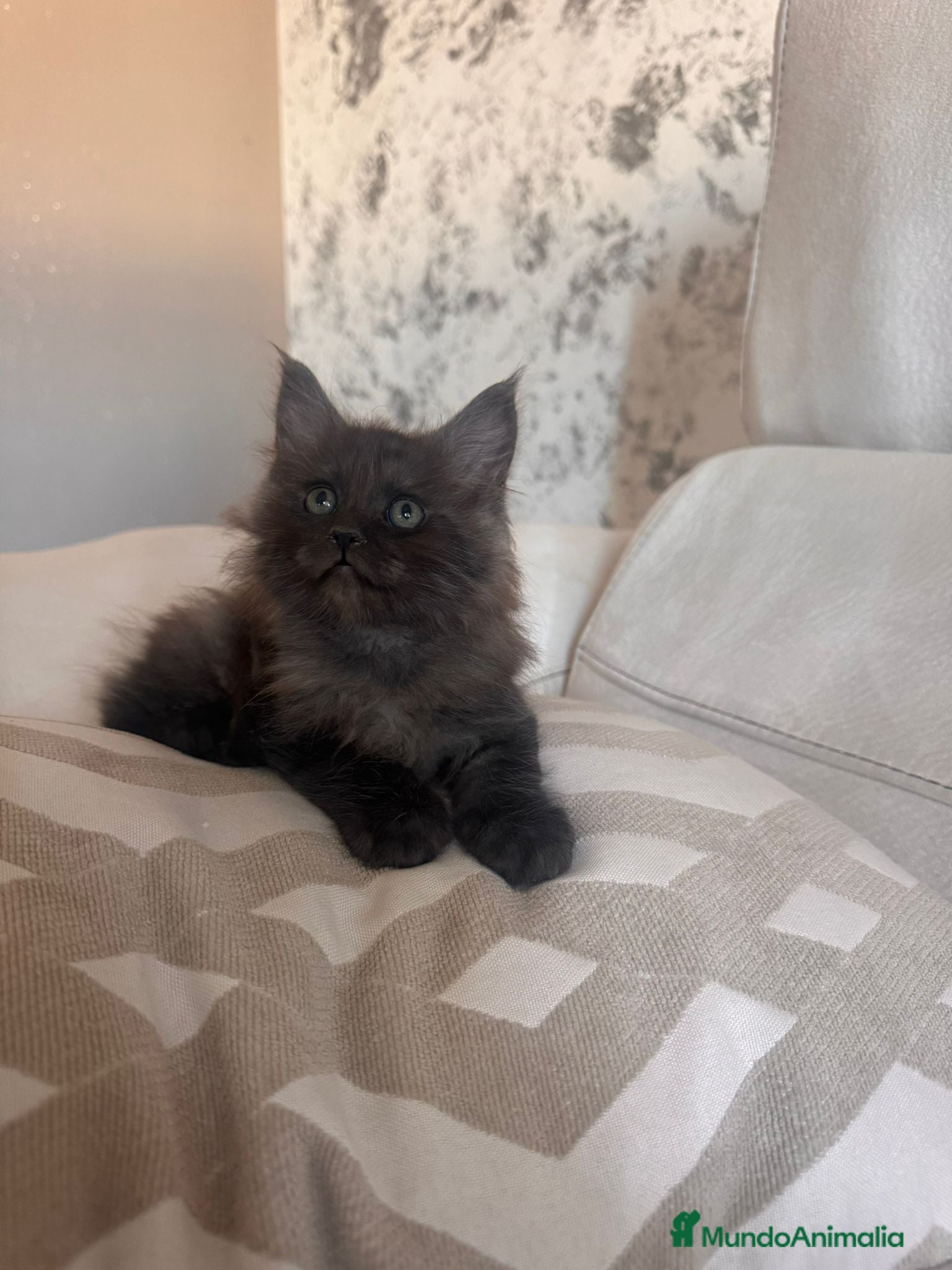 Maine Coon gatos Maine Coon Macho - Anuncio 20