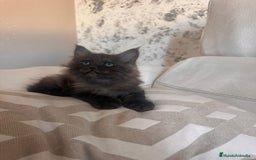 Maine Coon gatos en venta: Maine Coon Macho - Imagen 1