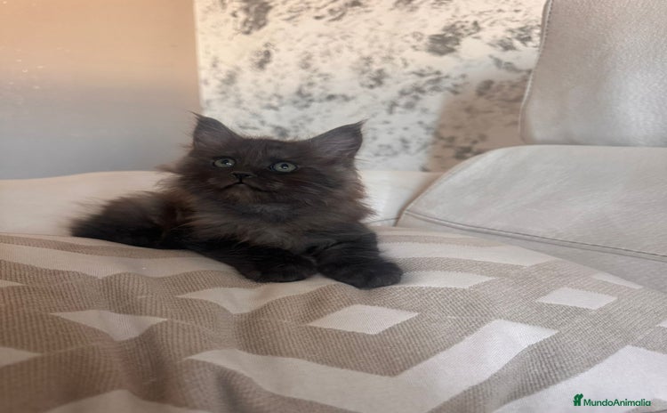 Maine Coon gatos - Anuncio 2